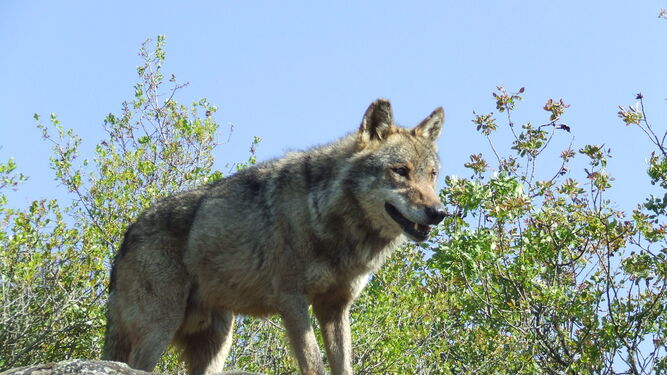 El lobo está en expansión en buena parte del noroeste peninsular pero en recesión en Andalucía.