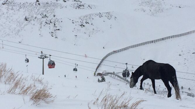 El caballo, ayer, en el terreno que queda entre ambas pistas de esquí.